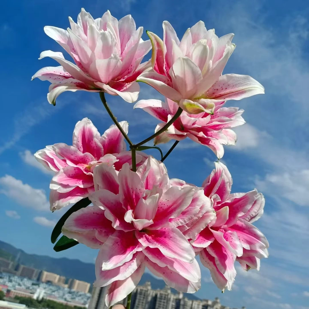 3枝火星之恋多头百合12-15个花苞【两单顺丰冷链或京东快递】鲜花