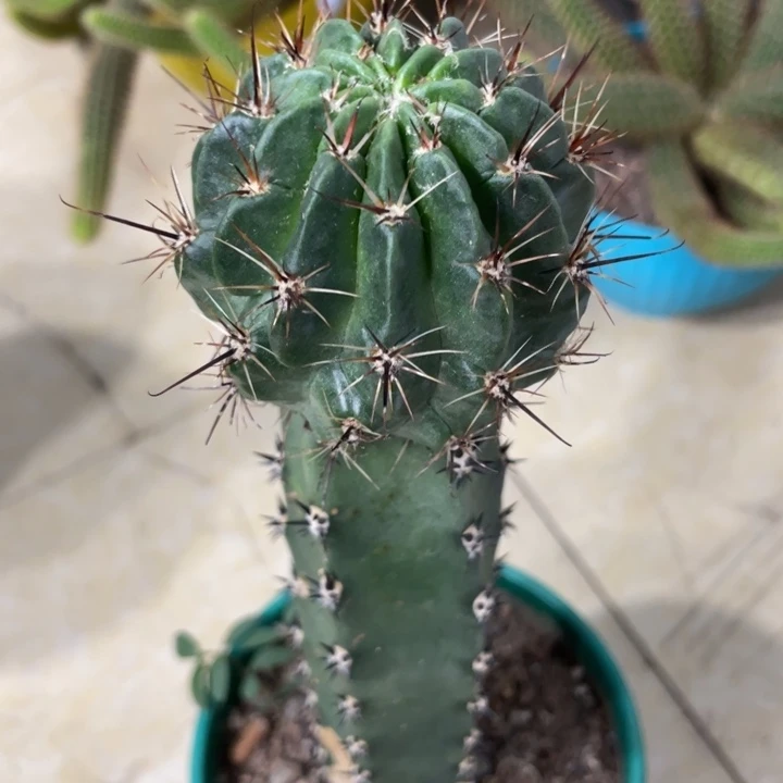 白花绿猴袖铺接母本苗