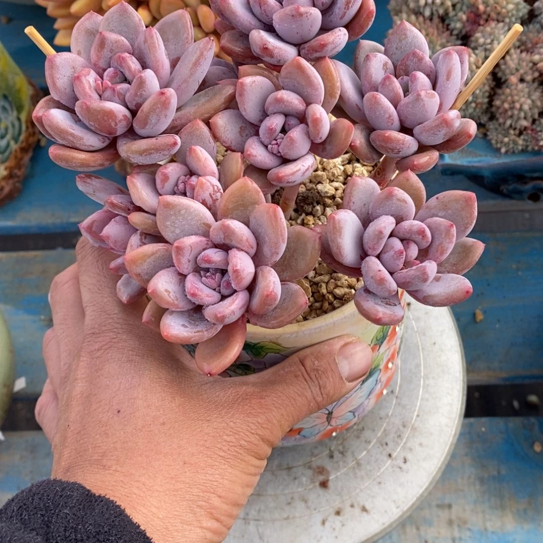 发货多肉植物一物一拍