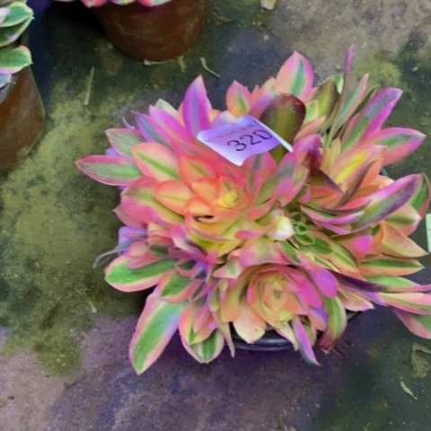 粉女巫多肉植物3202