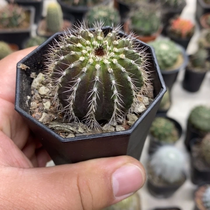 实生大号尤博球特价