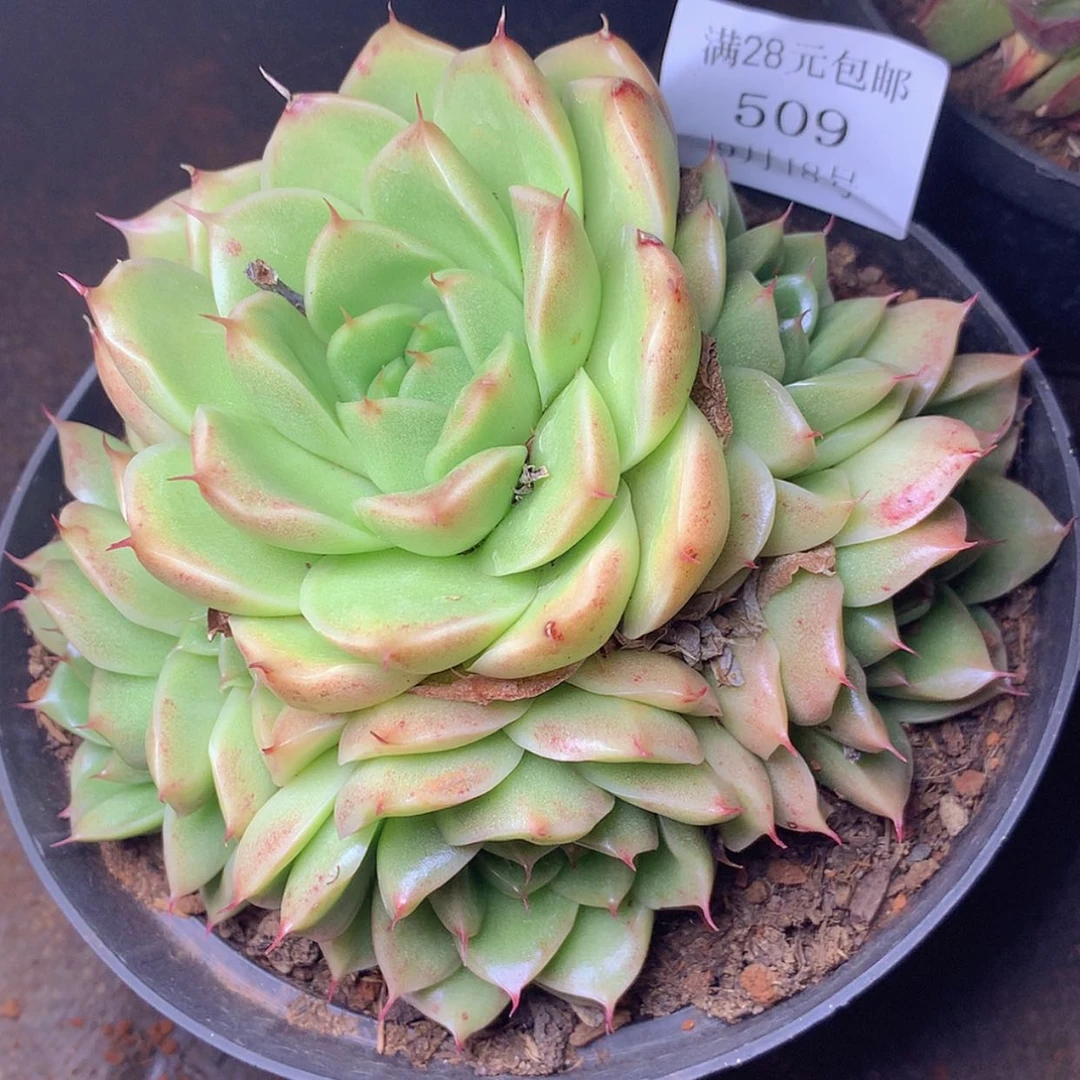 【闪购商品】云509号麦秆
