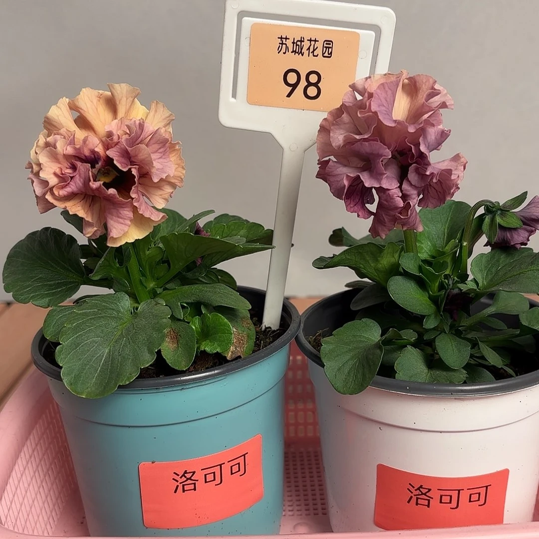 大部分开放少量花苞98