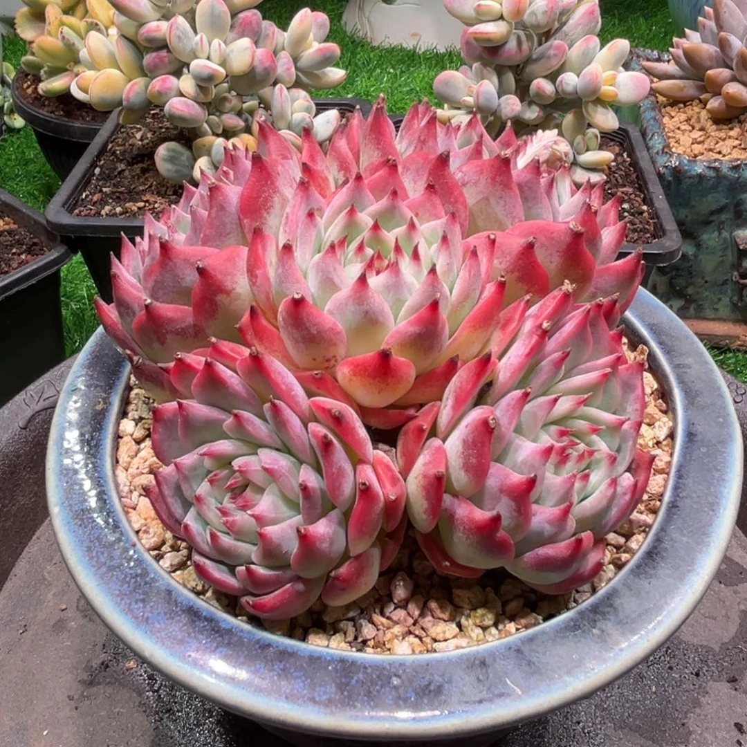 吉娃娃，一物一拍。