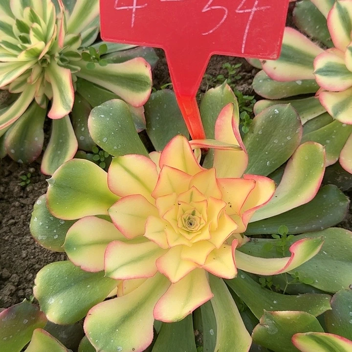 w*y4-54香妃多肉法师