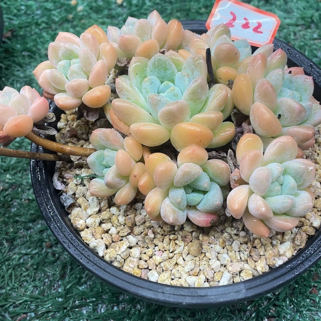 222一物一一拍一拍体魄