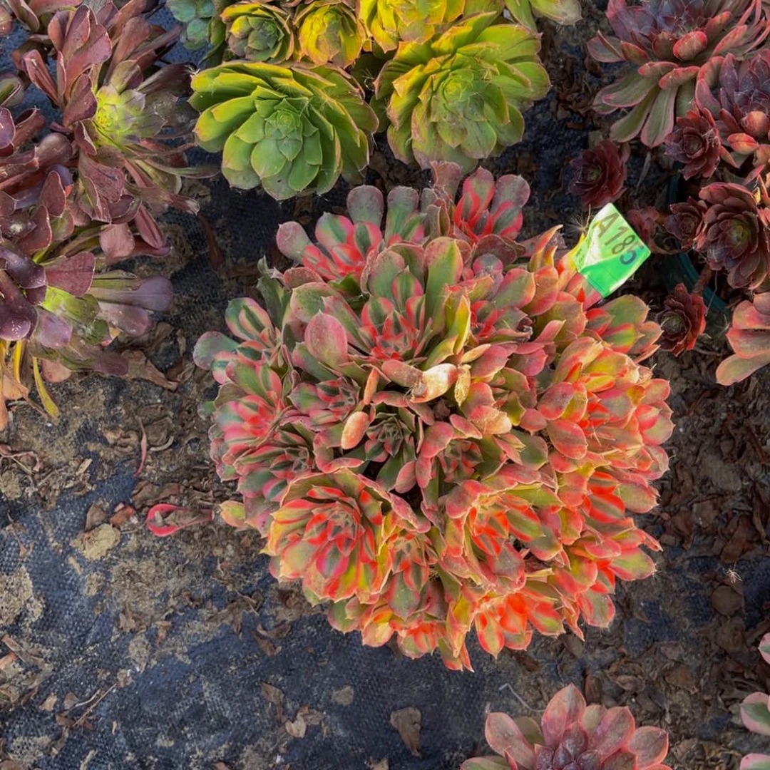 香妃法师朵朵1-23