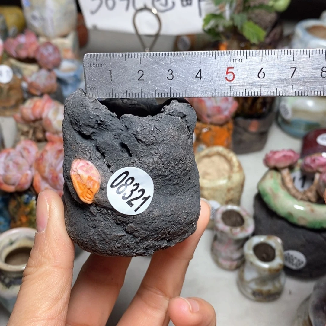 花盆拍3送一个小礼物