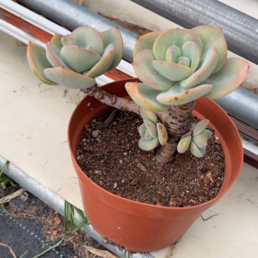 【闪购商品】萍白凤