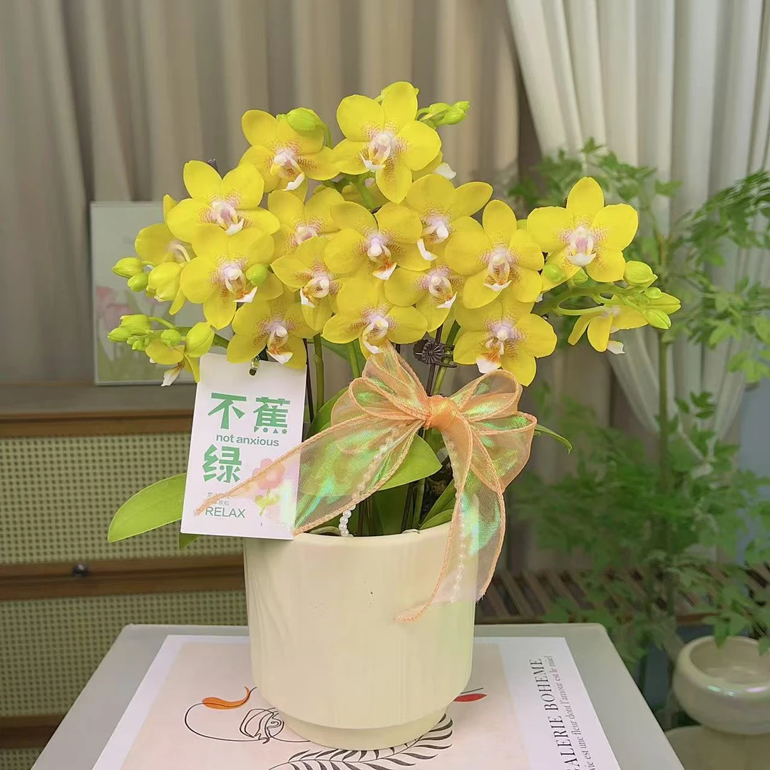 蝴蝶兰【彼自豪】 室内花花 懒人好养  广州基地发货3-6