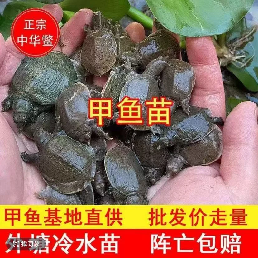 30-50克甲鱼苗纯外塘冷水养殖水库鱼塘优选原生态放养基地直发