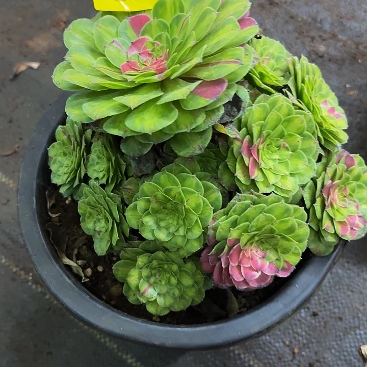 多肉植物福利活动032个