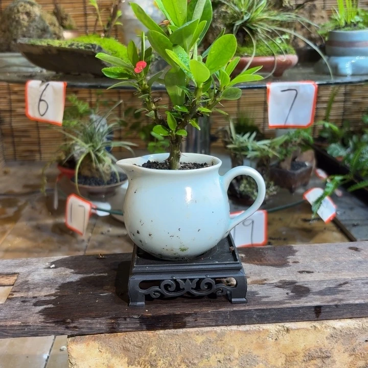 无花朵苏*娅退款拉黑 一物一拍122