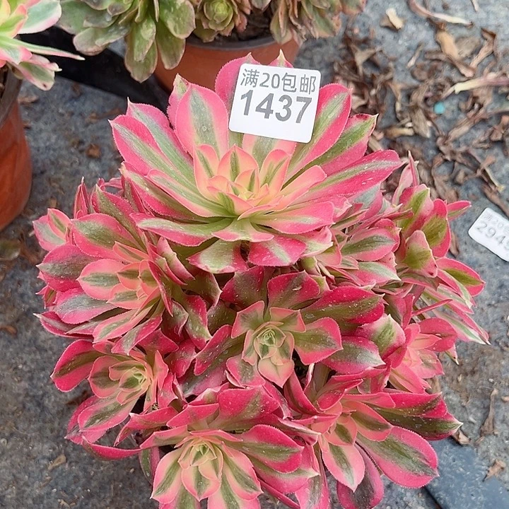 一颗粉女郎法师1437