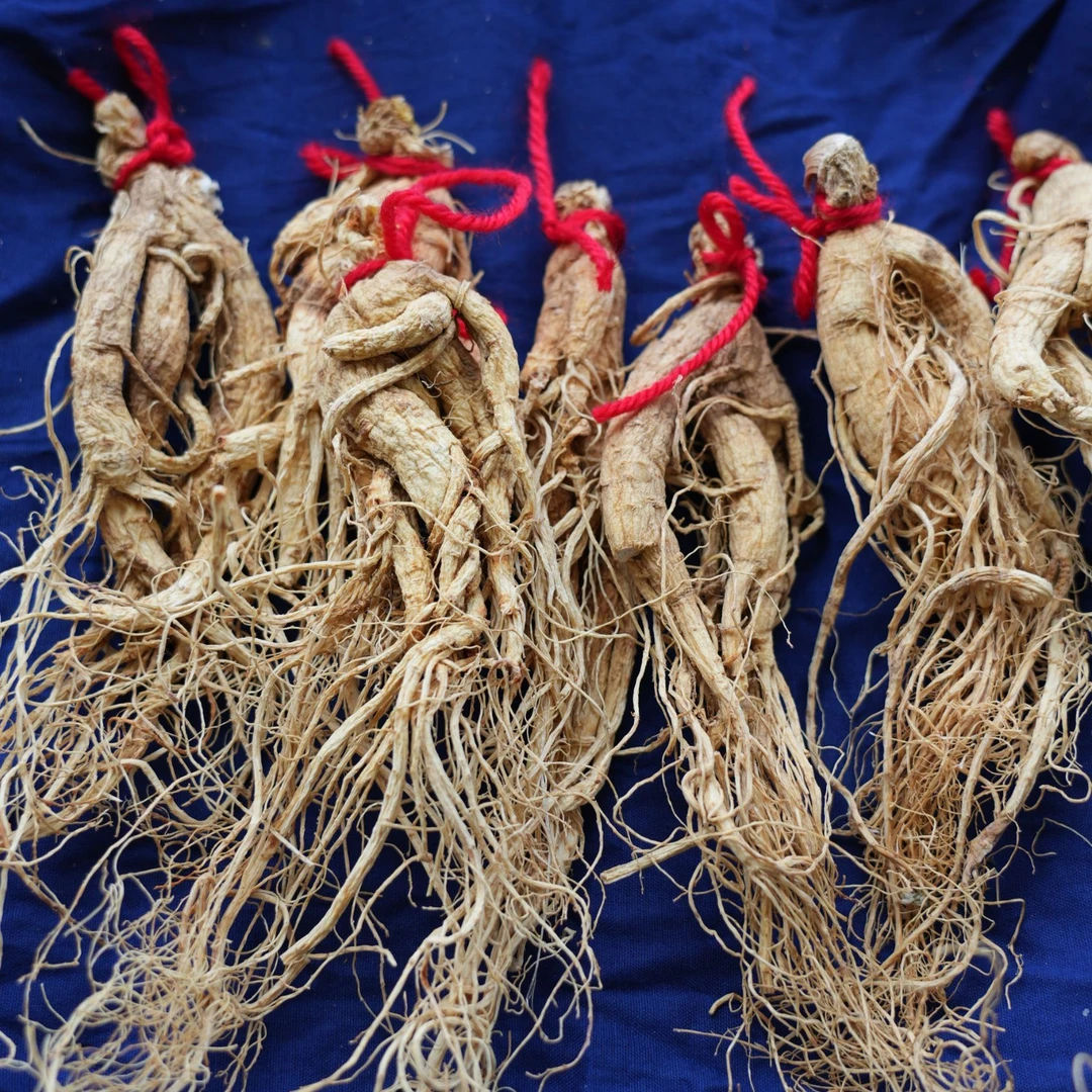 秦岭自寻人参泡水泡酒