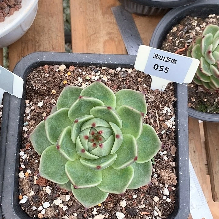 55直播福利蓝龙12