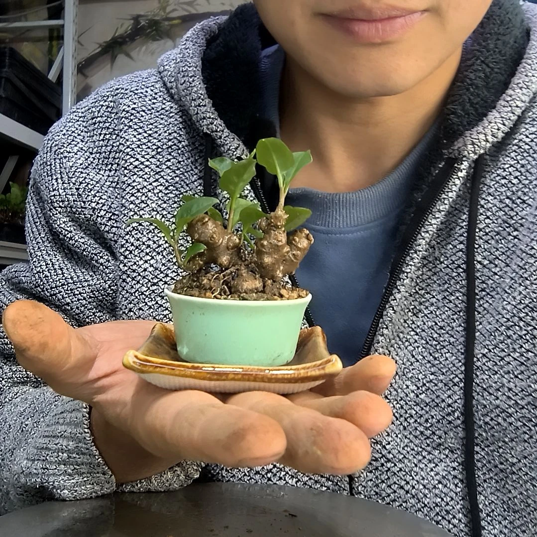 祉*中青园艺一物一拍256