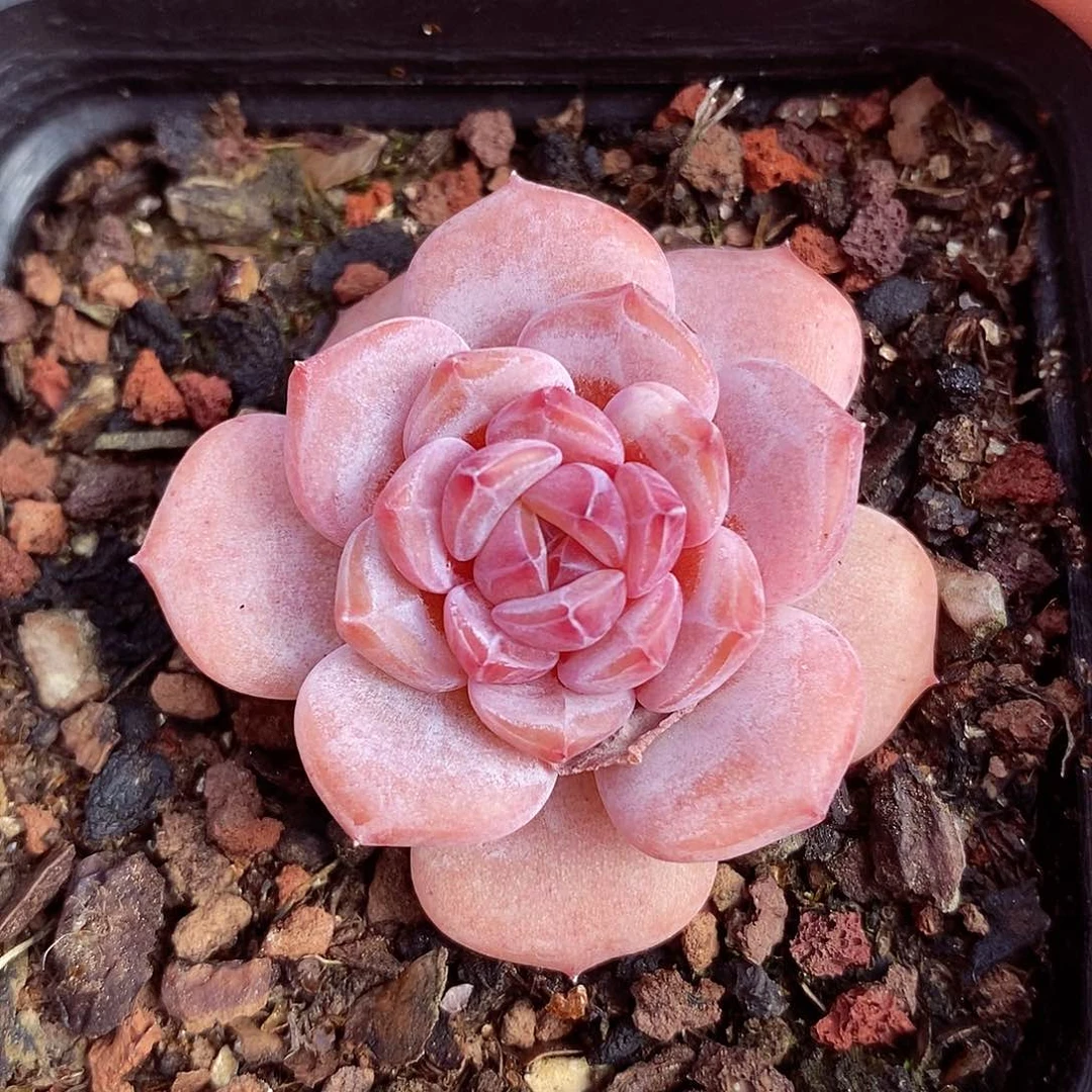 星星雪4-5cm多肉植物