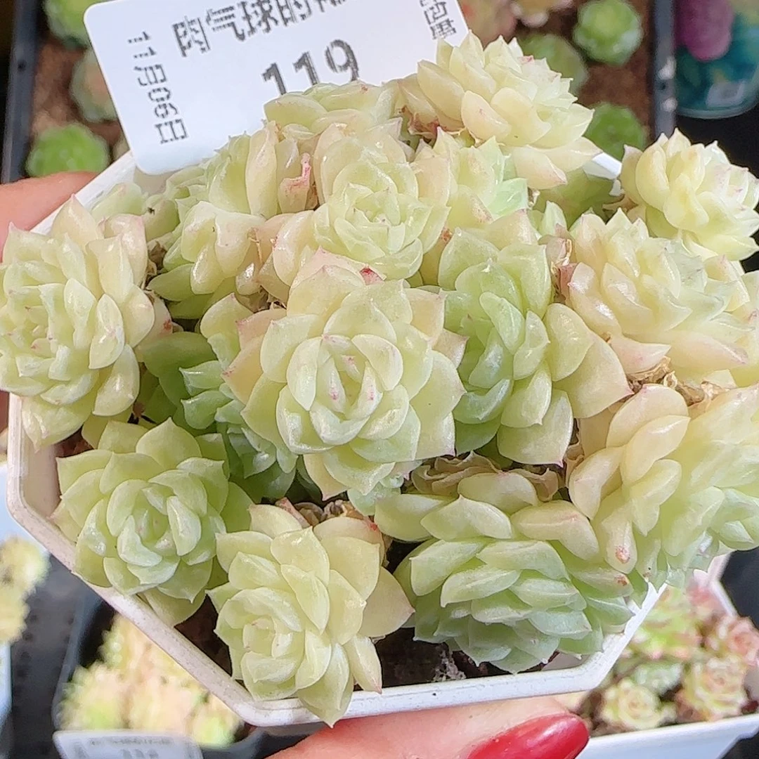 1106-119麦秆不包整