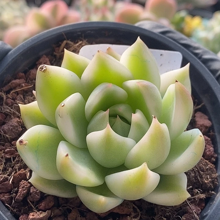 灵魂锦东云多肉植物