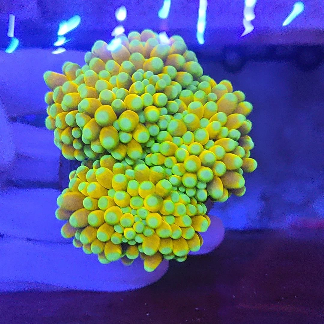 智海珊瑚馆竞拍链接