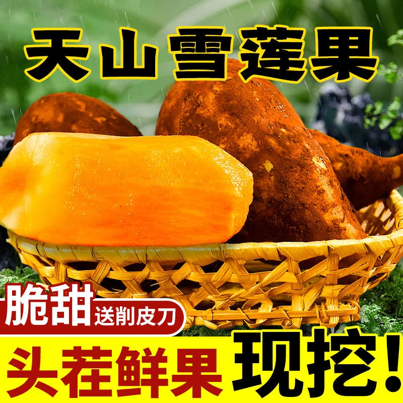 【低糖】云南天山雪莲果清甜脆爽多汁黄心新鲜应季水果现挖产地包邮