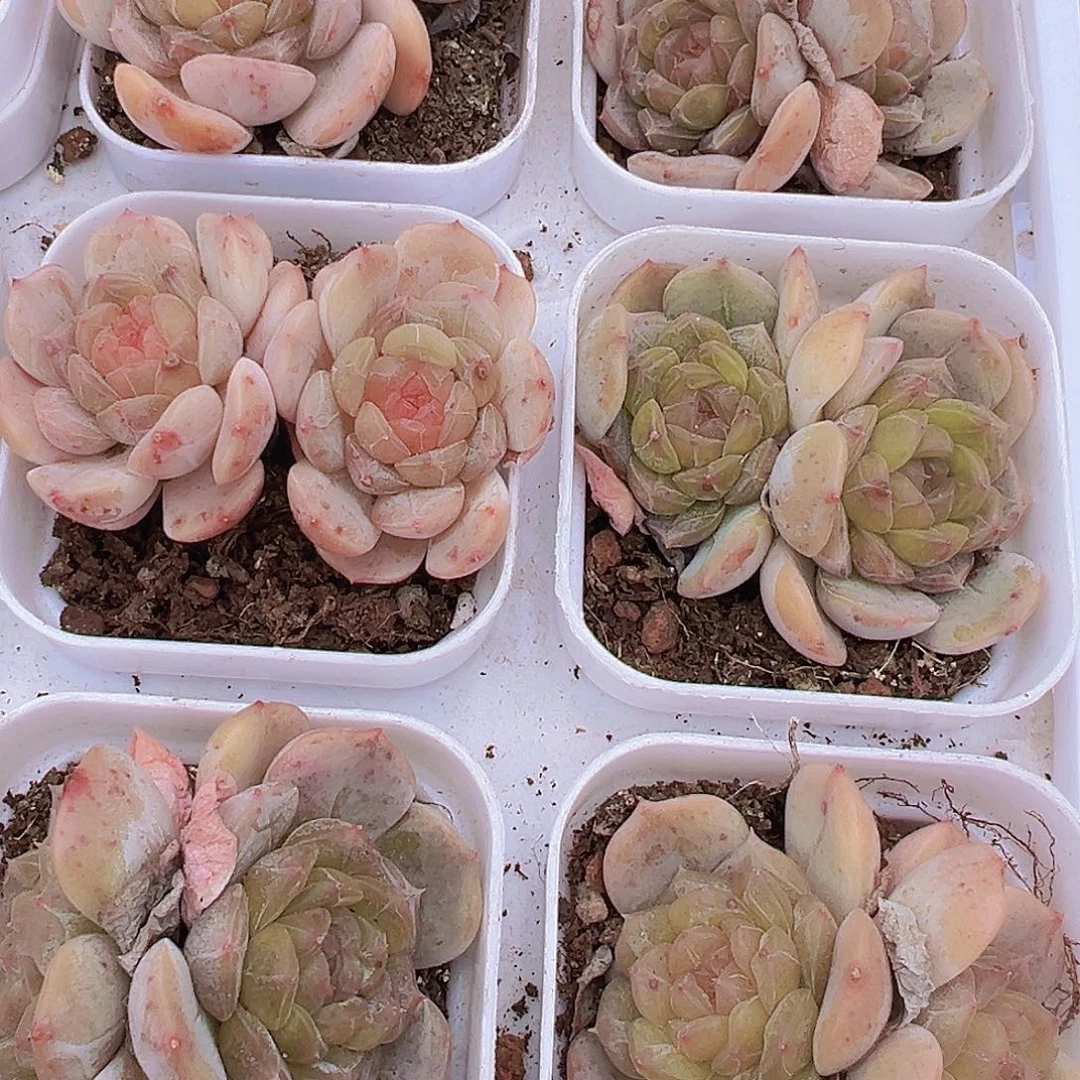 双头彩恋19包邮多肉