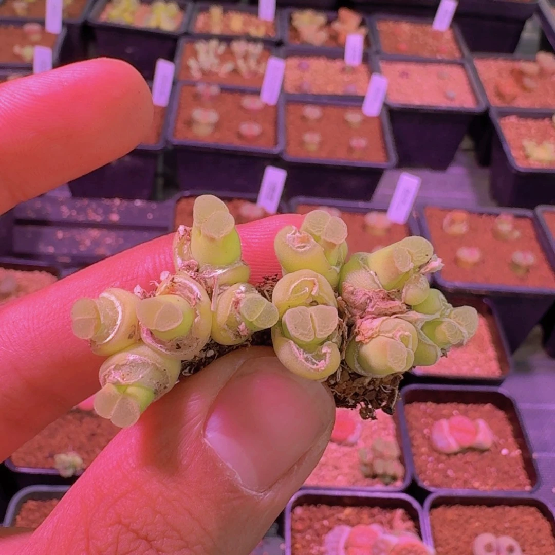 一****y云缦精品番杏6.71