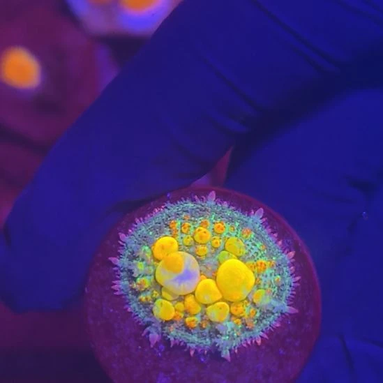 纽扣珊瑚dgjdsbgssdg