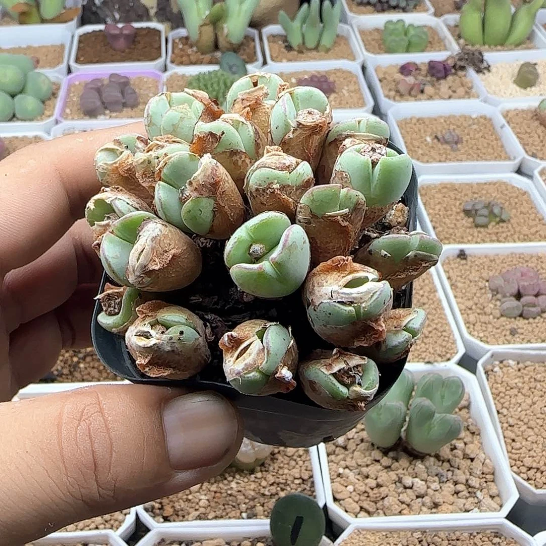 开播福利来啦41780