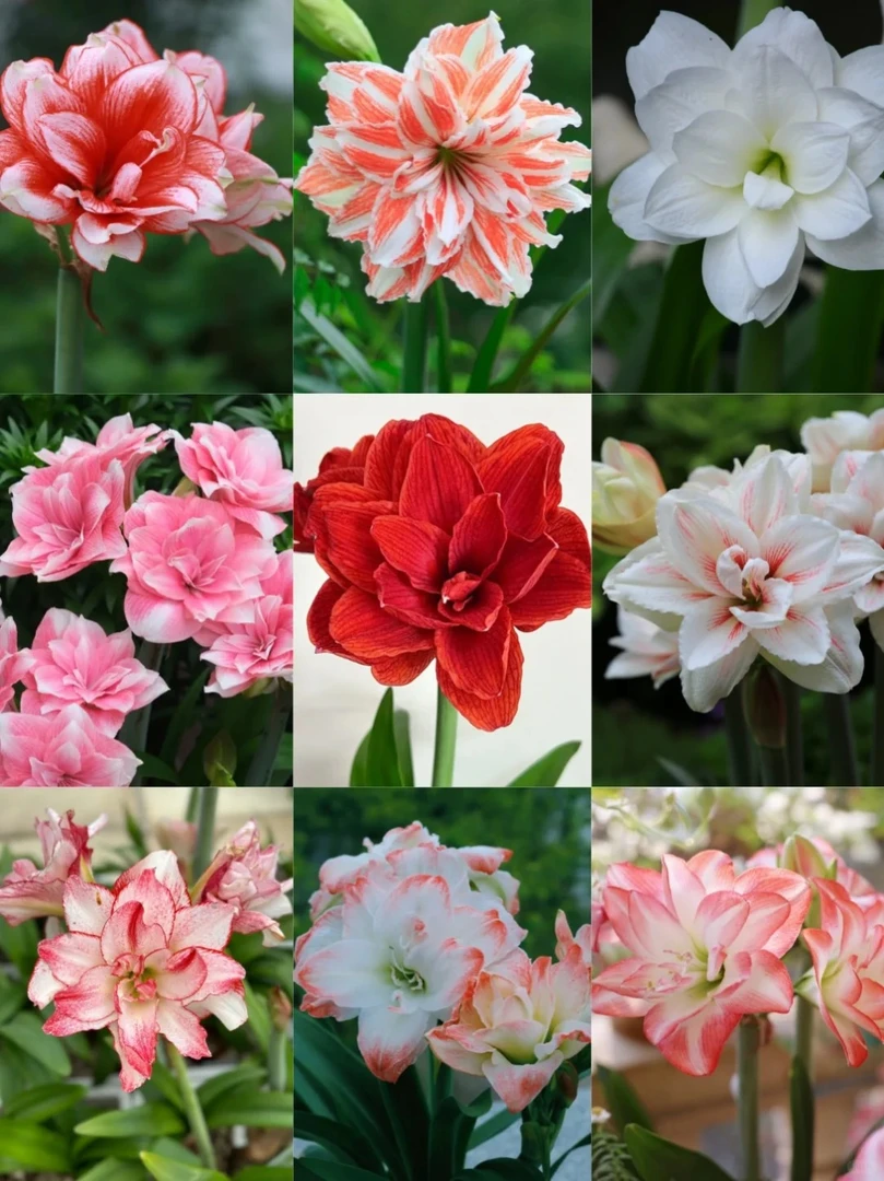 【朱顶红】云南源头直发~