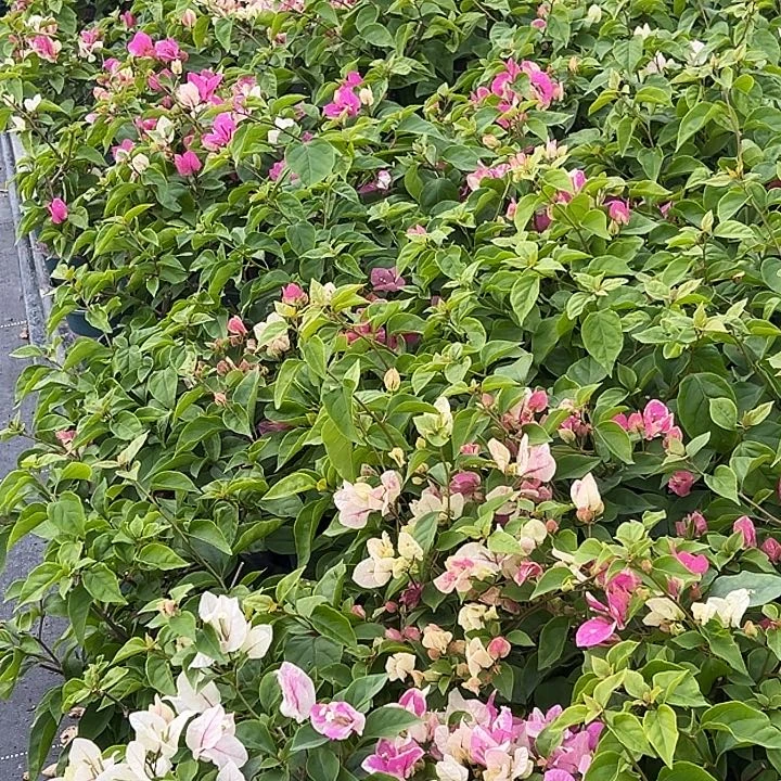 当前无花栽培后可以开花漳红樱 随机发货 带花