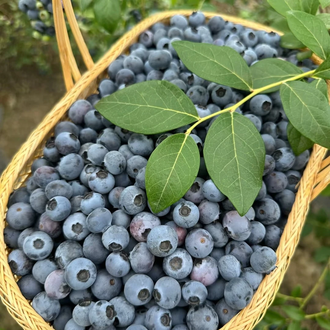 长白山蓝莓500克蓝莓同城送吉林省
