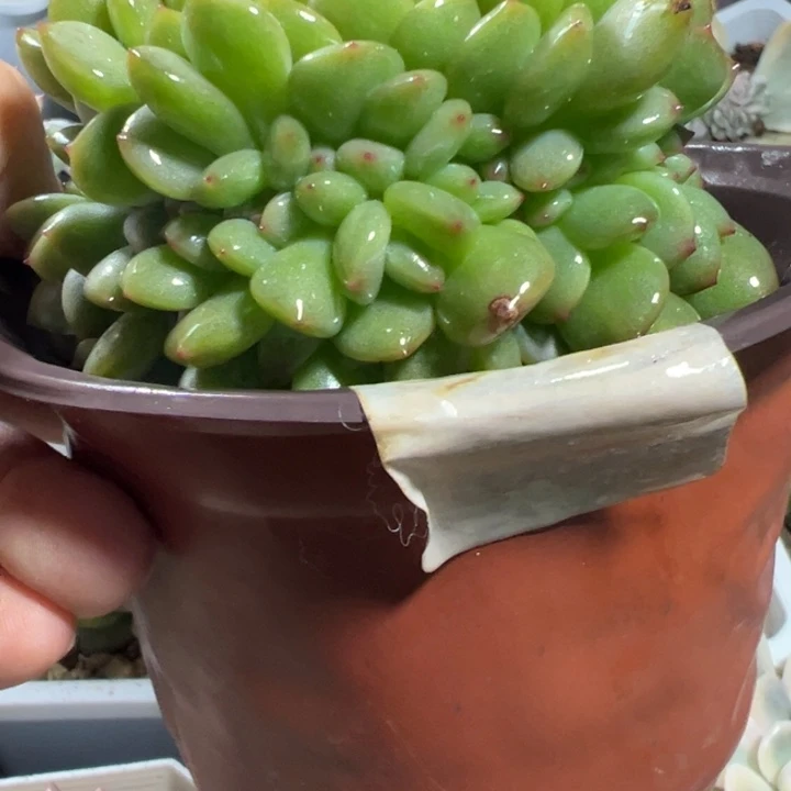 梦露缀多肉植物多肉植物