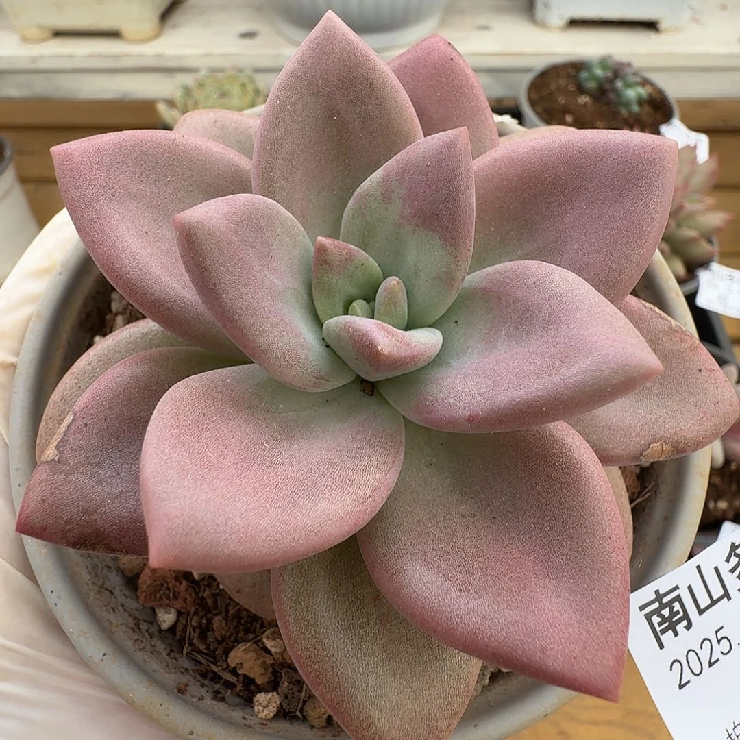 赫菲斯托111224-49