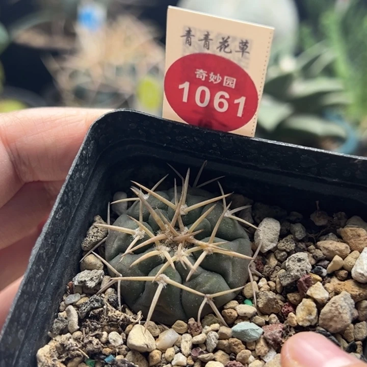 实生天平丸一棵仙人球