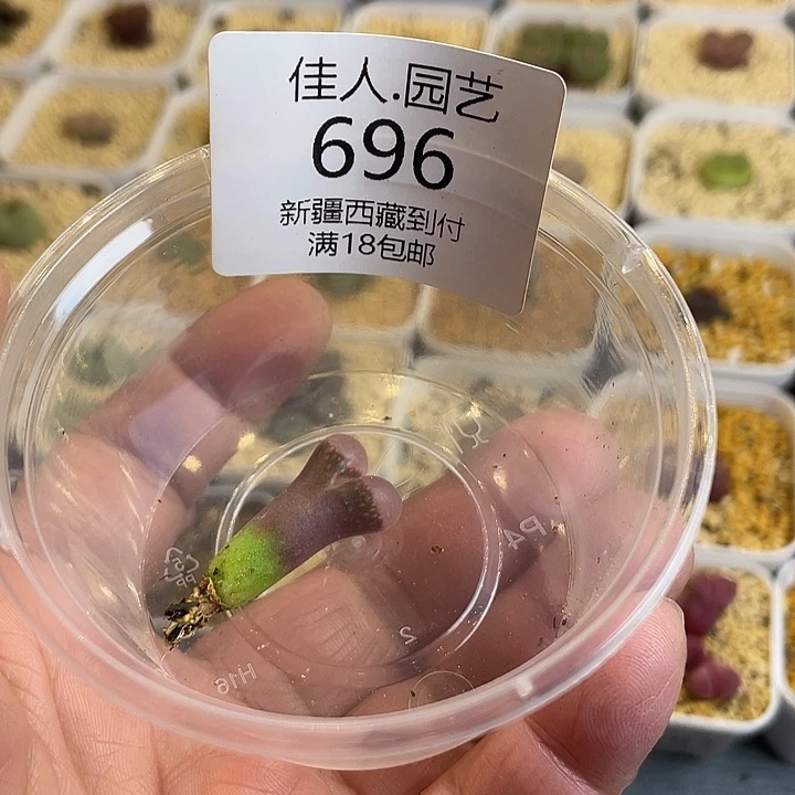 过***天佳人园艺博览会696