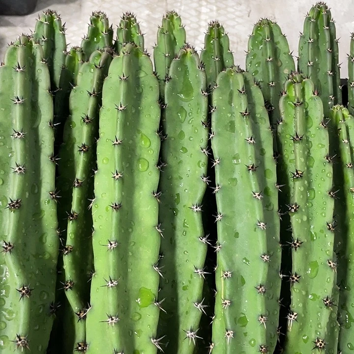 黑刺袖铺实生一代侧芽