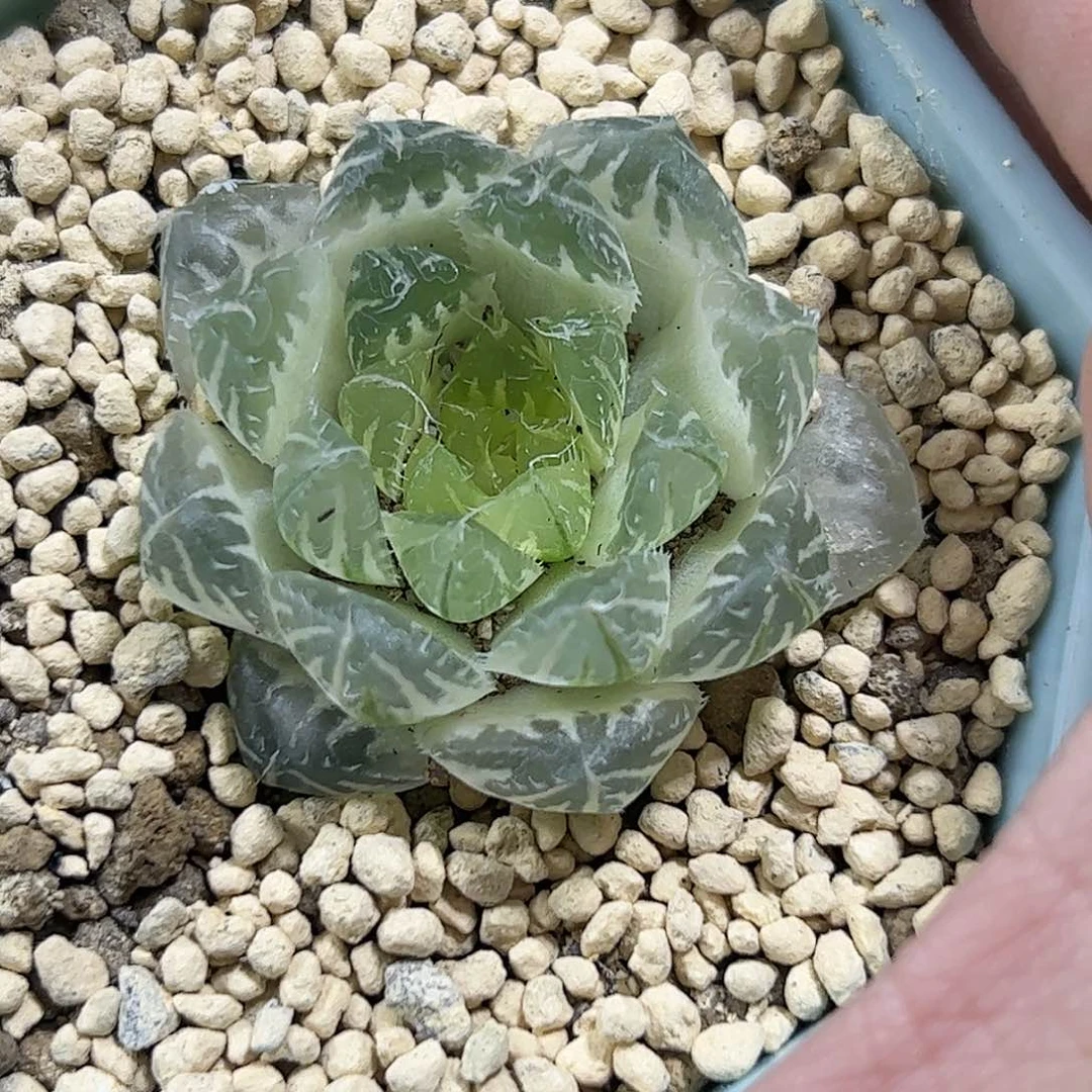 糊斑翠云锦十二卷多肉