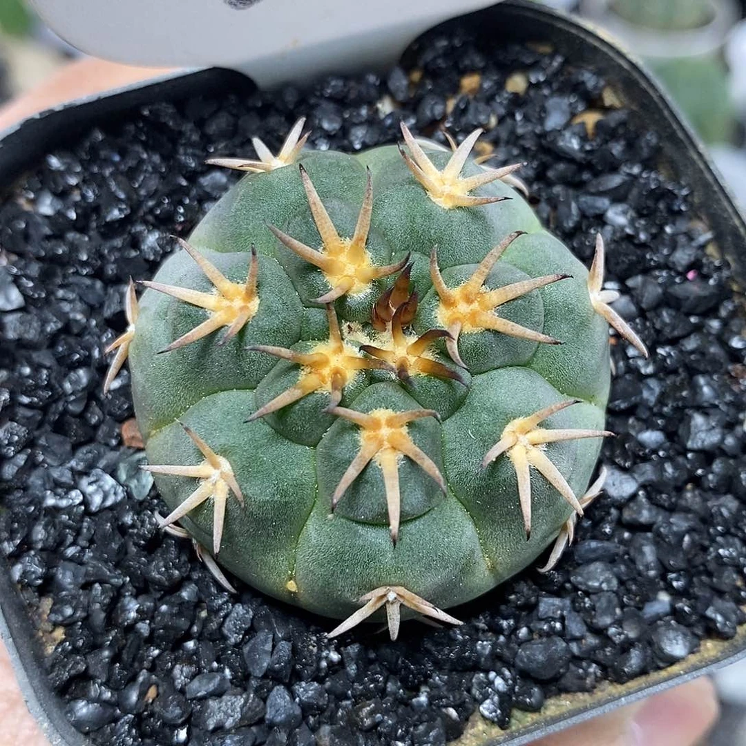 实生猫爪24号4cm