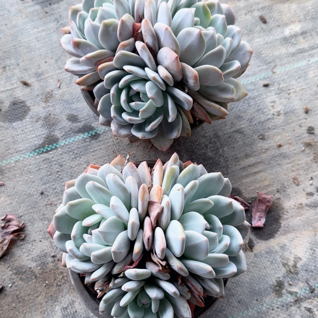 无花朵150橙子三头