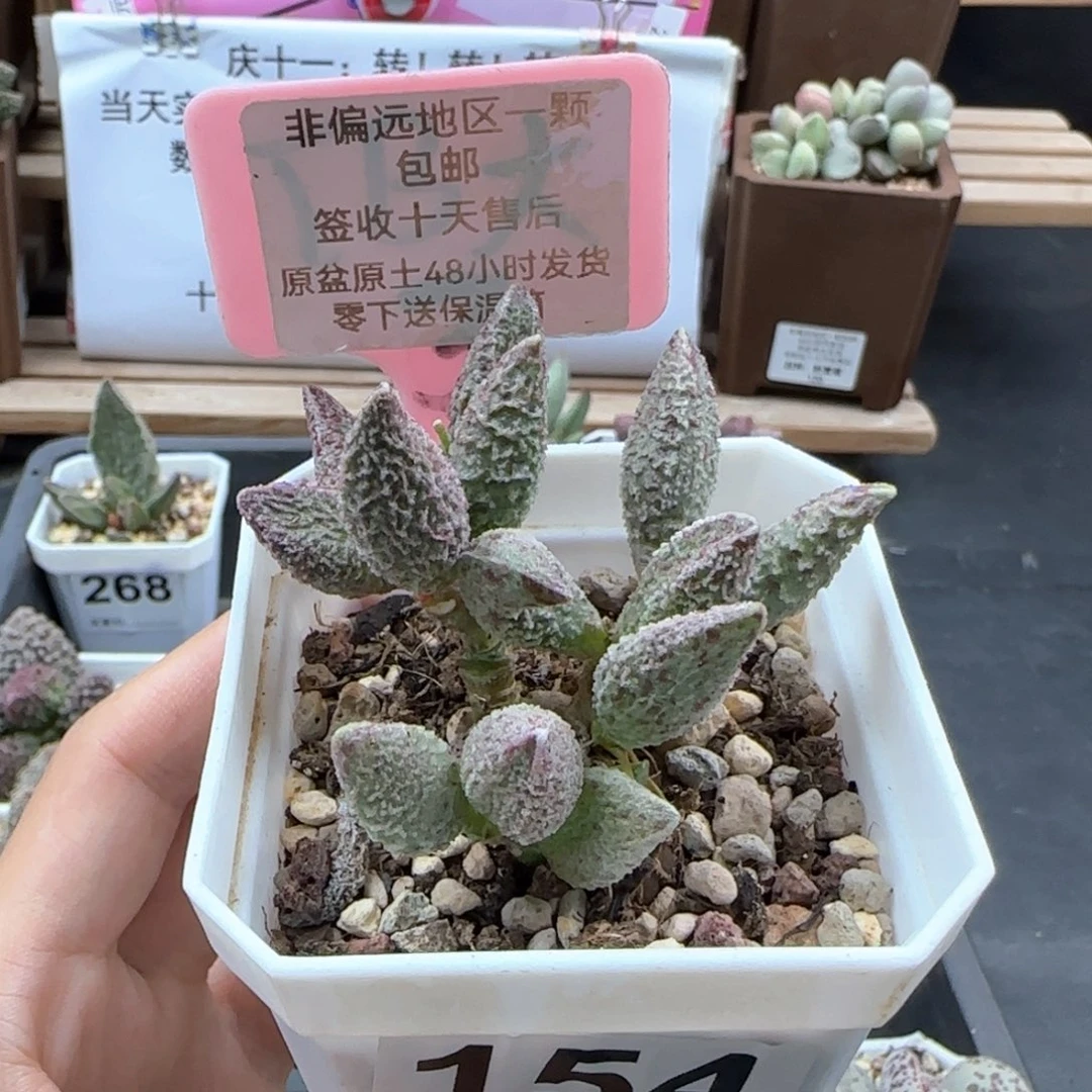 154七彩仙女多肉