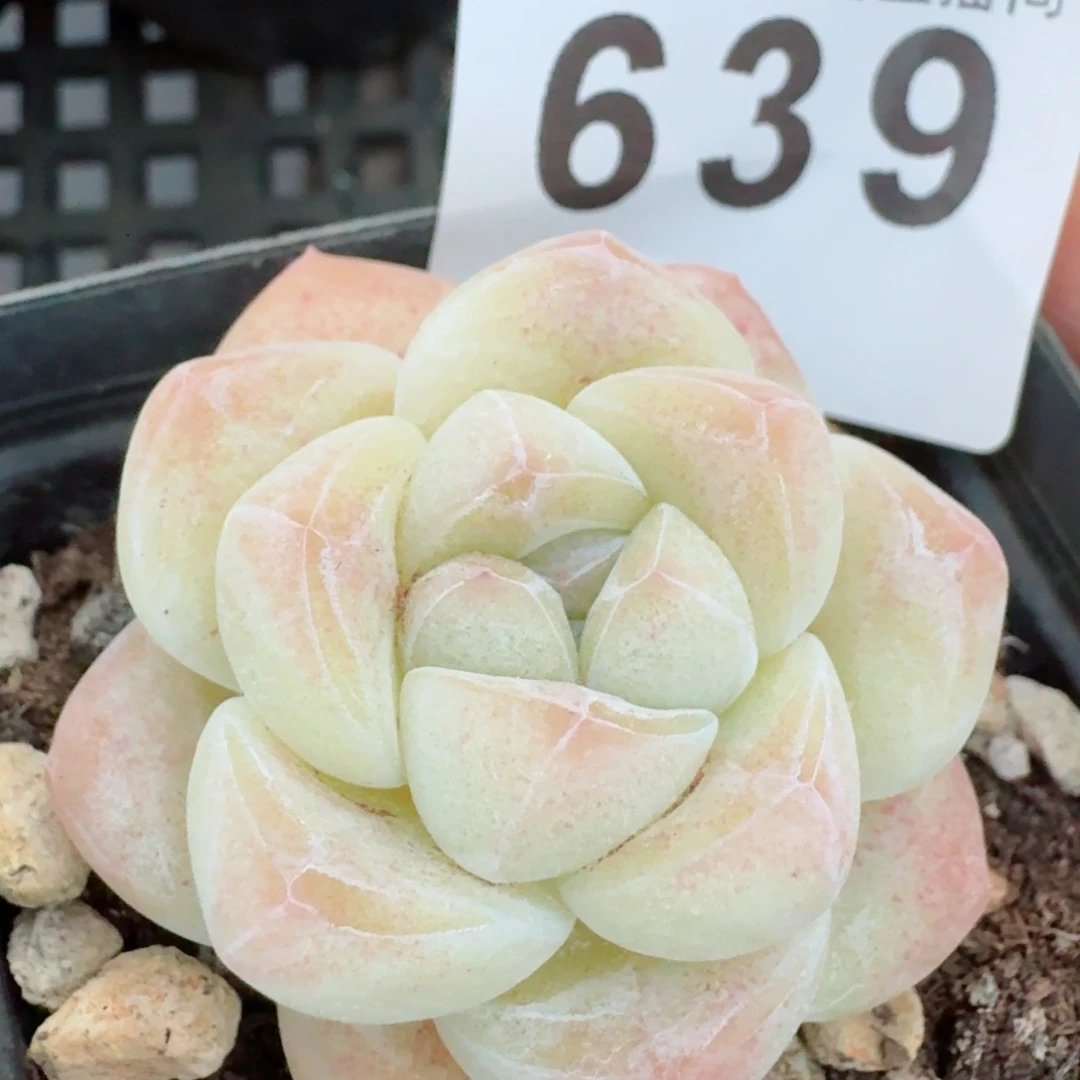 冰玉福利         精品多肉