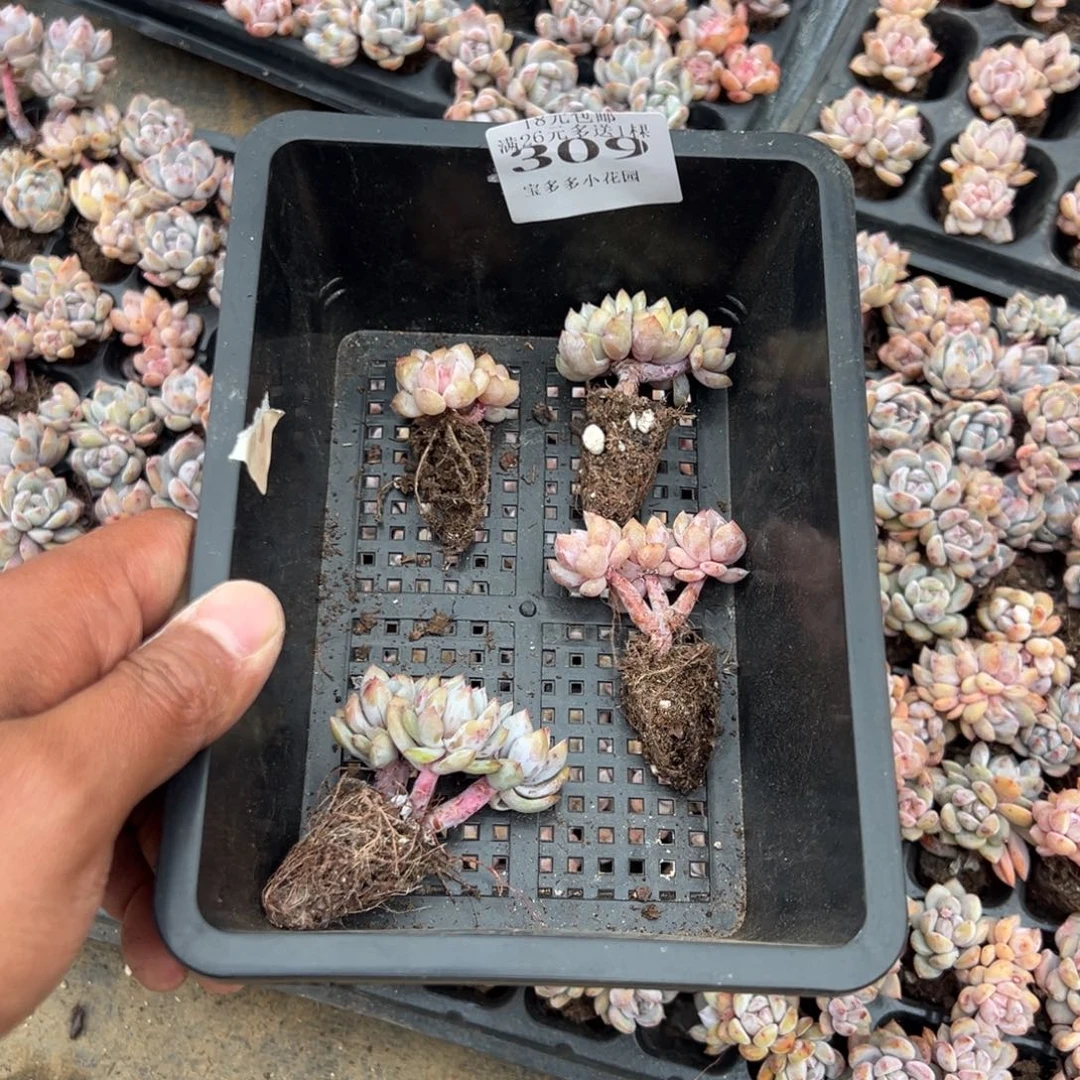 橘***酱309号粉笔小树到手4颗 一物一拍