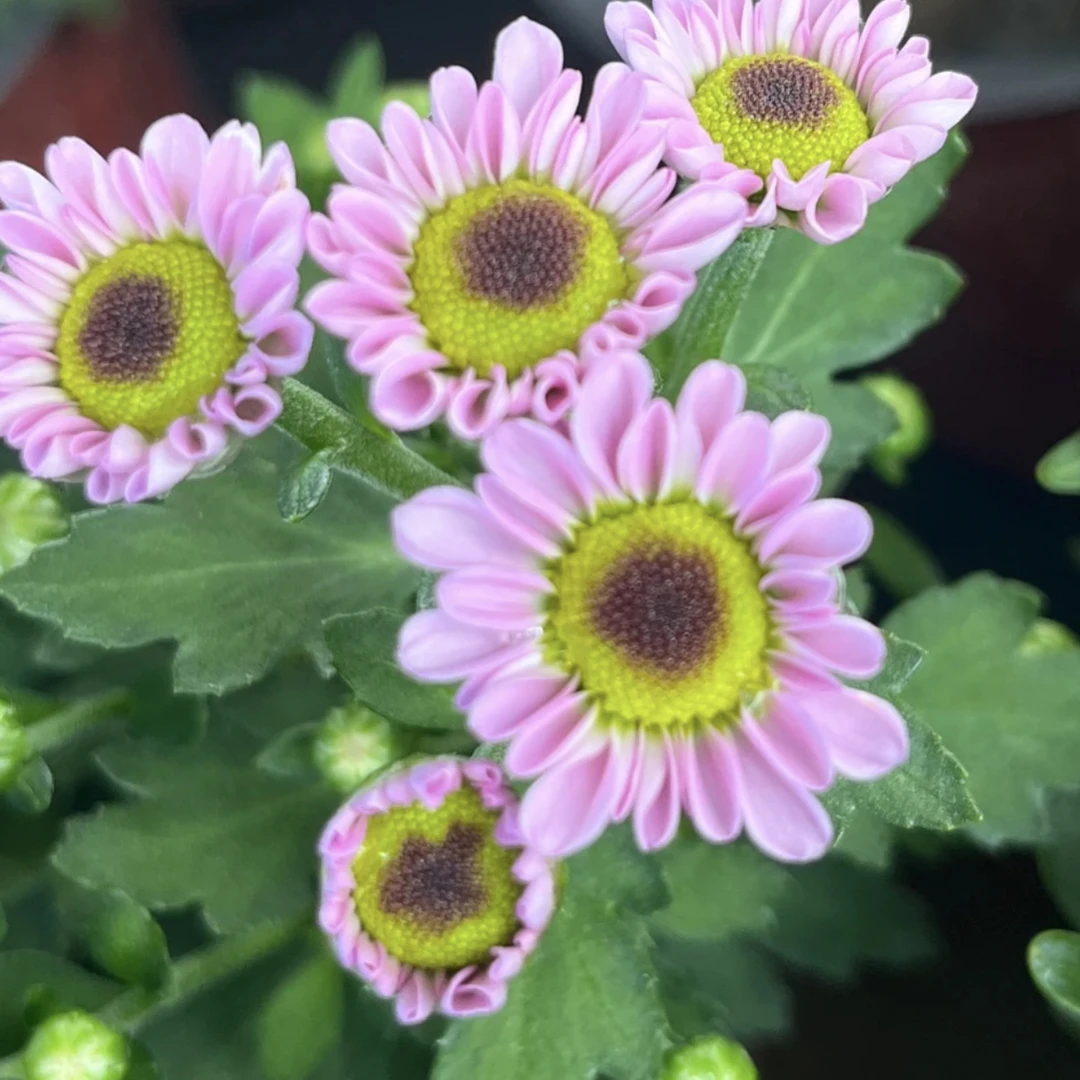(粉玲珑)爆盆玲珑小雏菊菊盆栽带花苞四季开花阳台庭院花卉绿植