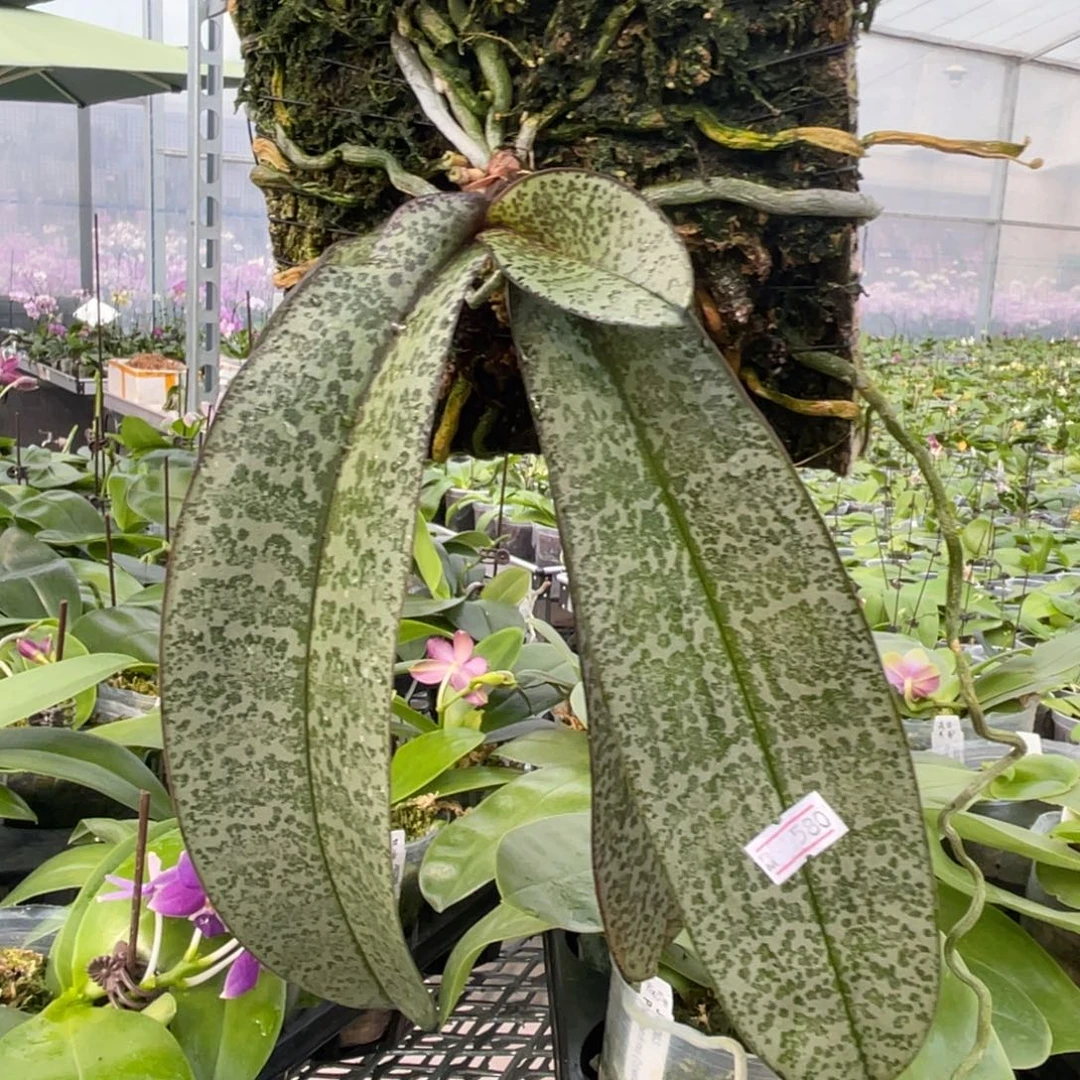完全开放普普西-紫色浓香-高货-1018