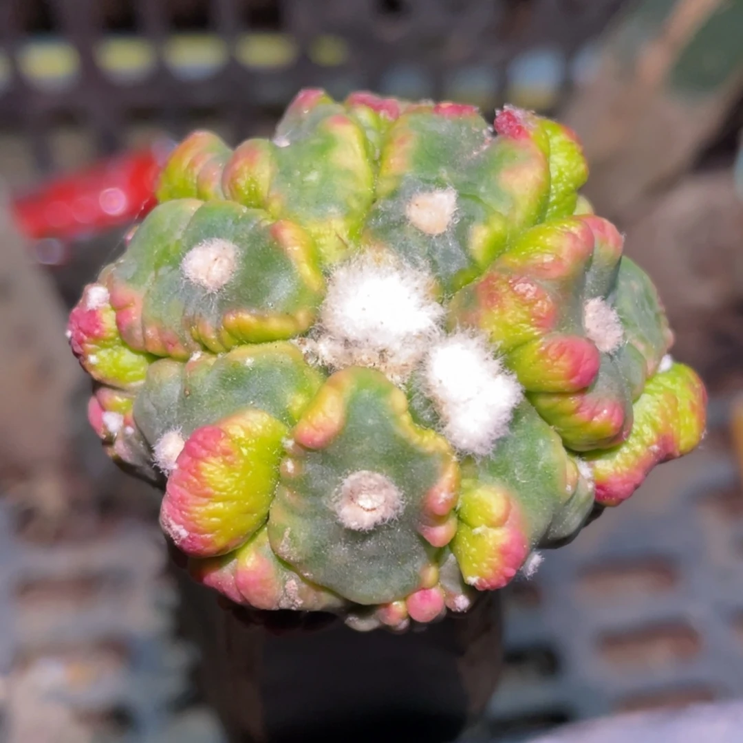 无花朵花斑锦 海星指纹悟空兜锦