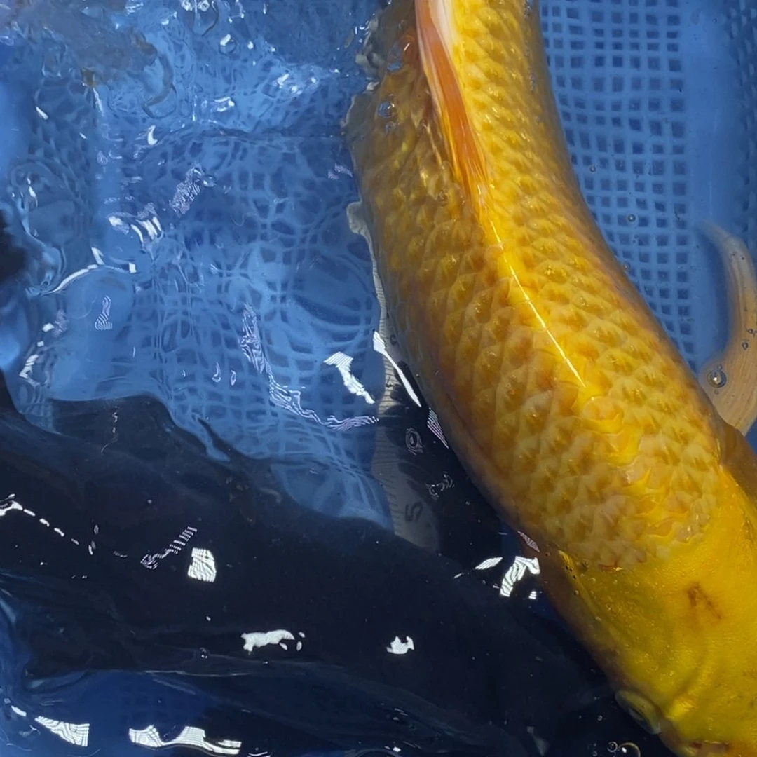 锦鲤冷水锦鲤包邮