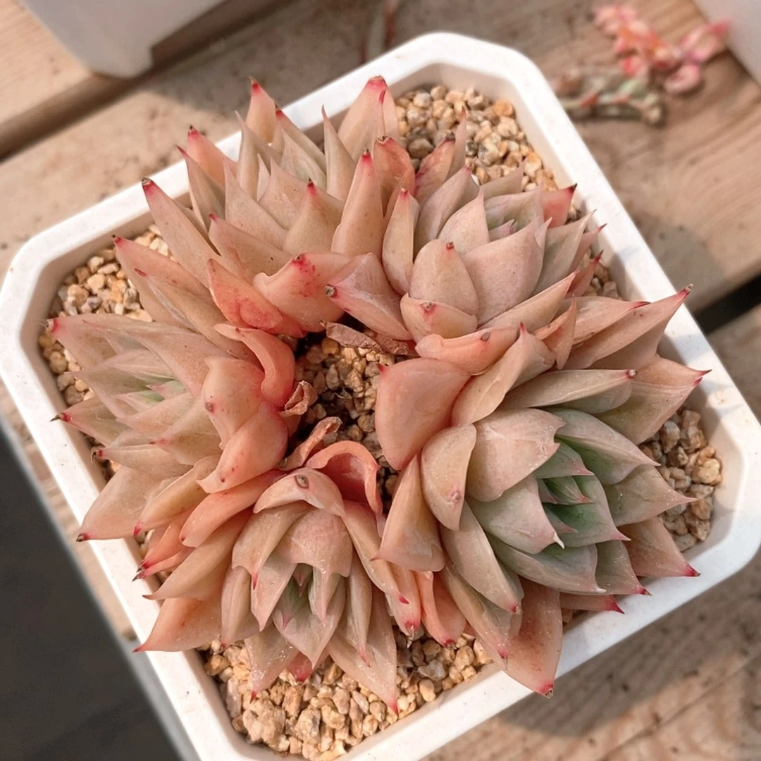 可问主播品种，下滑链接更多品种选择-99