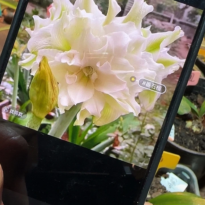 绿色番石榴小苗可寄养